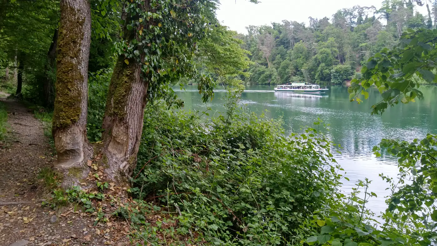 Bildtitel: Biberschaden