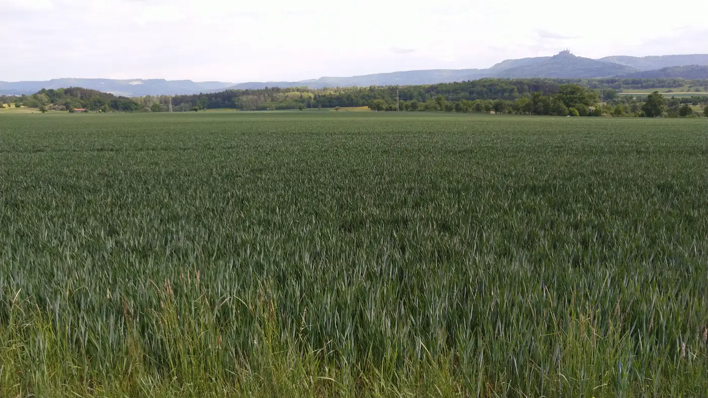 Bildtitel: Weizenfeld