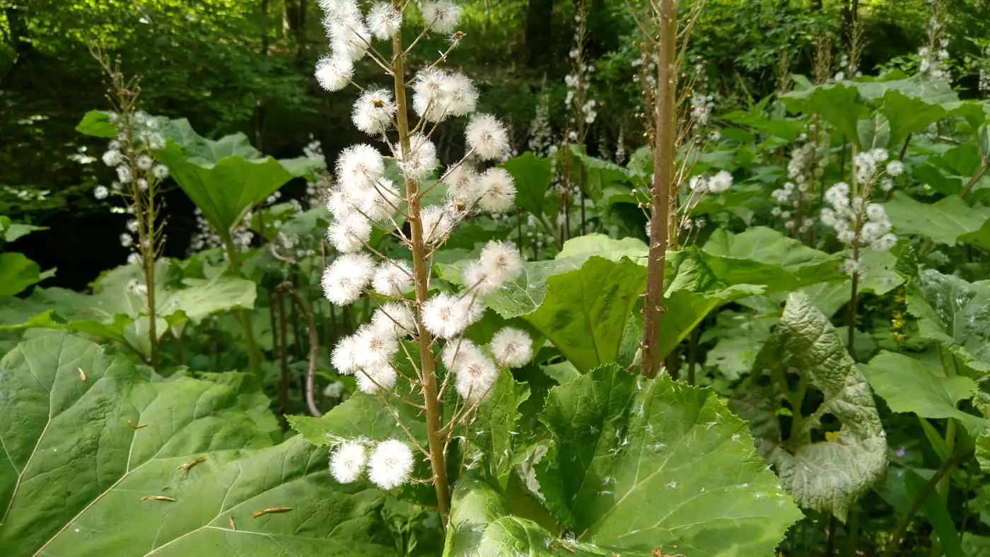 Bildtitel: Gewöhnliche Pestwurz