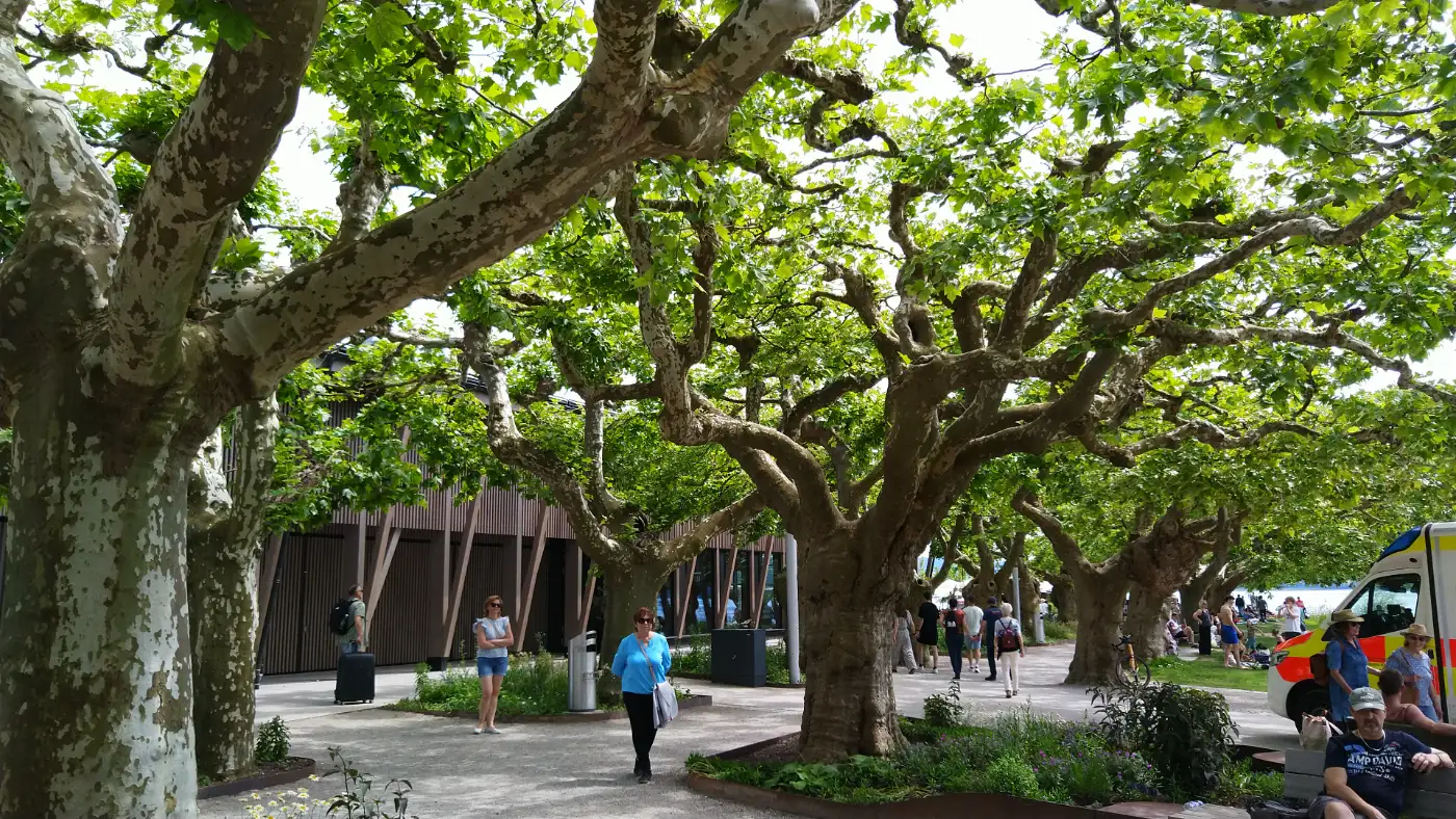 Bildtitel: Platanenallee an der Mole