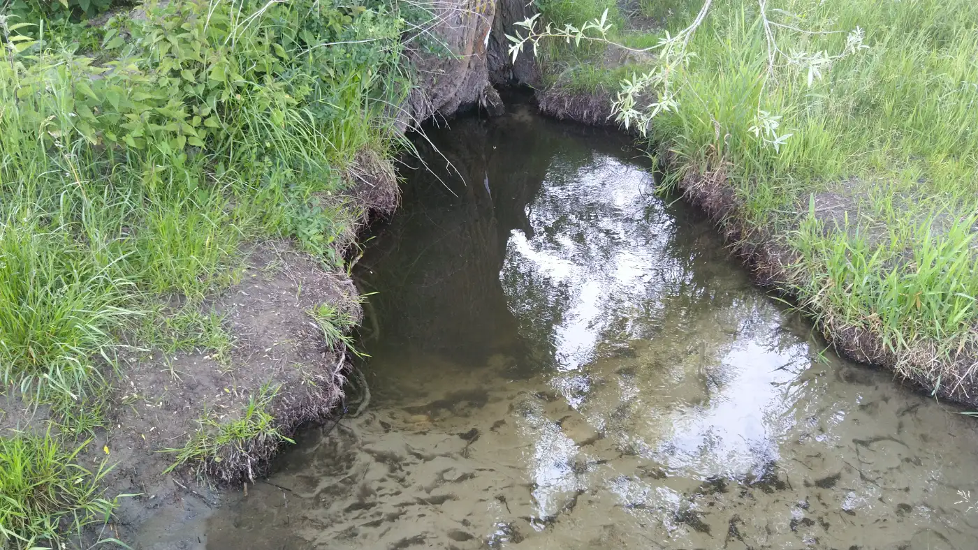 Bildtitel: Baumquelle