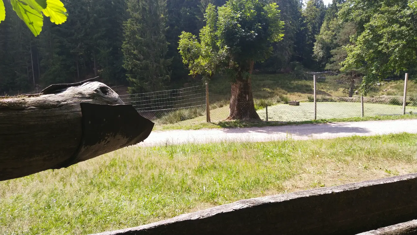 Bildtitel: Wildgehege Salvest