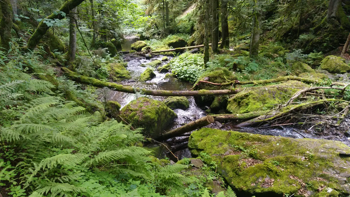 Bildtitel: Ravennaschlucht