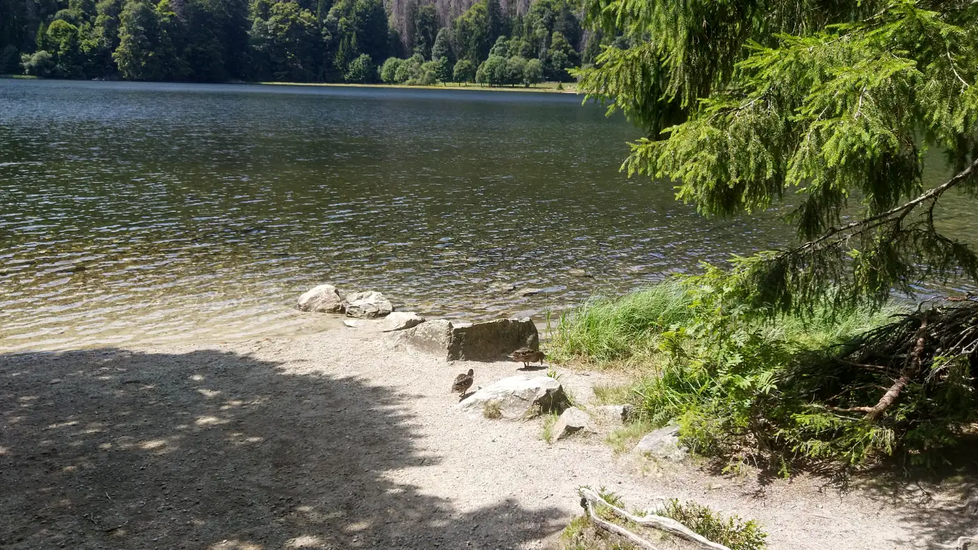 Bildtitel: am Feldsee