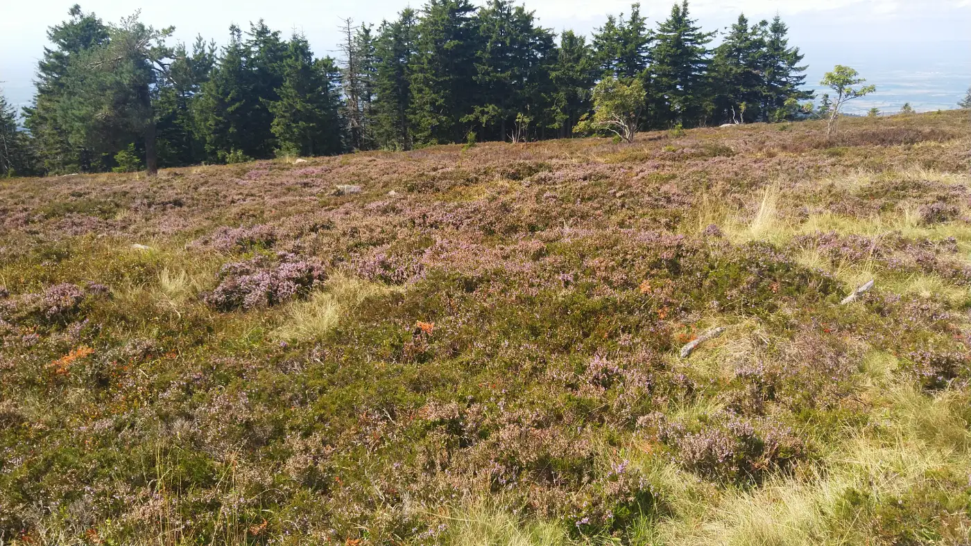 Bildtitel: Heidelandschaft