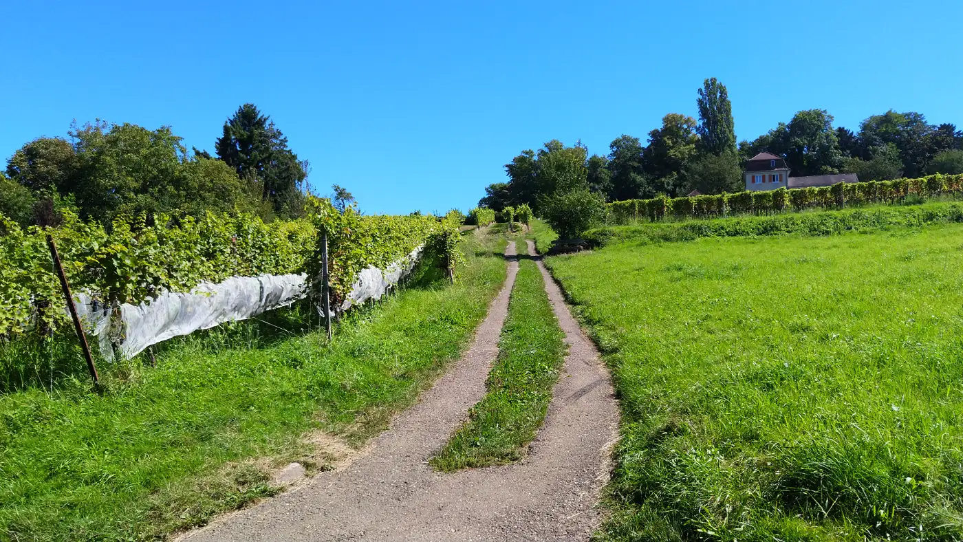 Bildtitel: Weinberge bei Freiburg