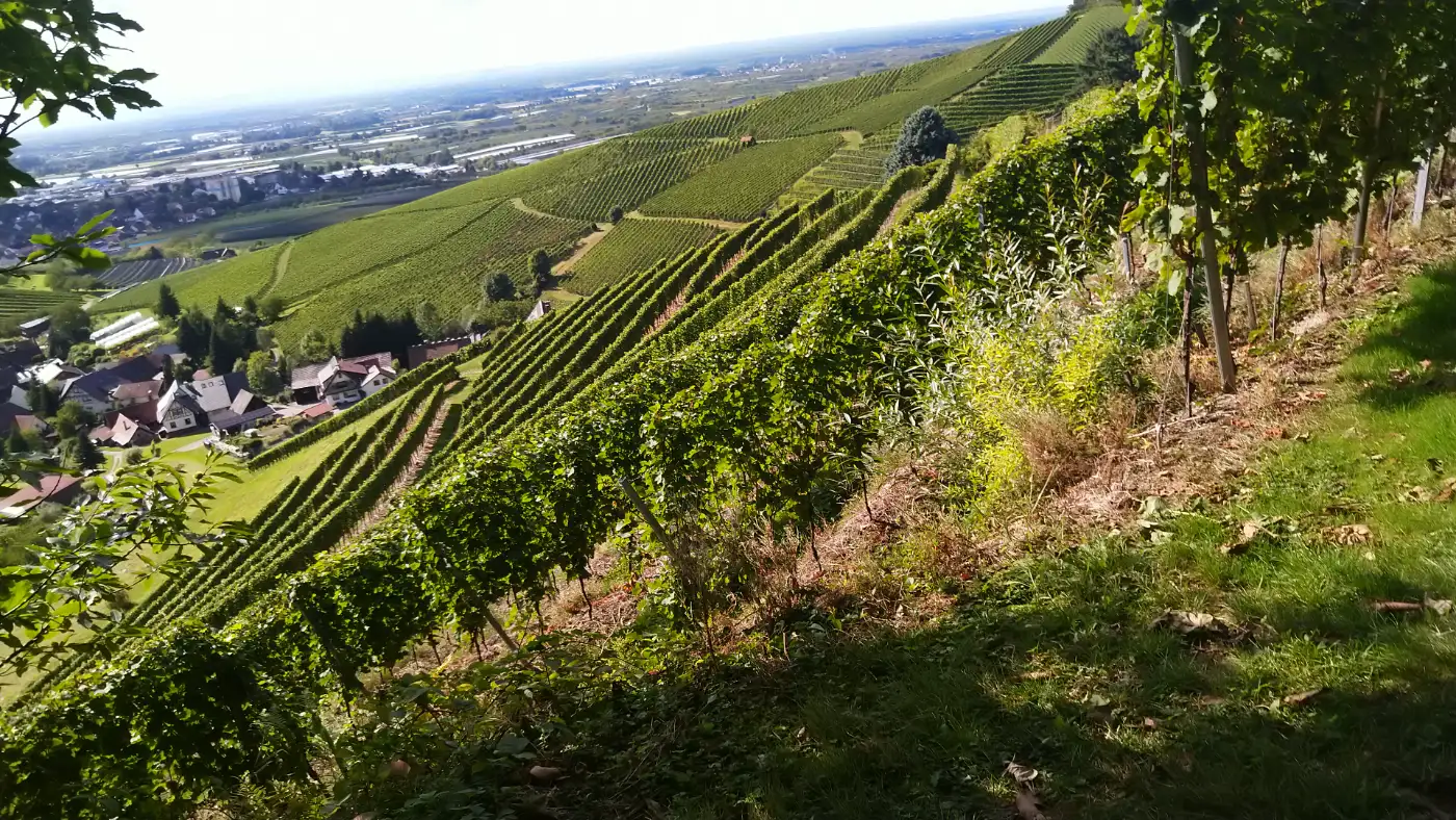 Bildtitel: Weinberge bei Oberkirch