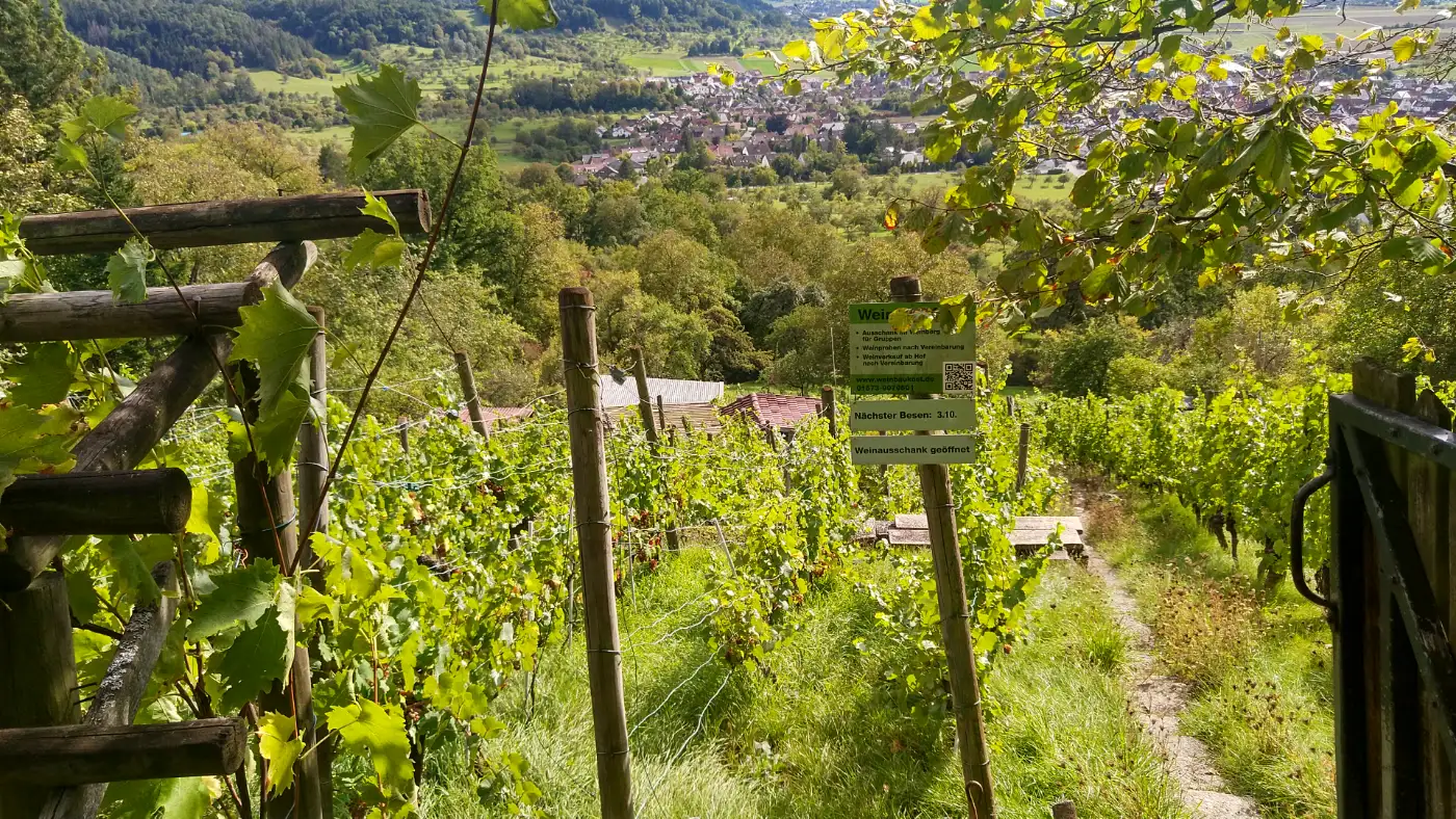 Bildtitel: Weinberge im Hintergrund Entringen