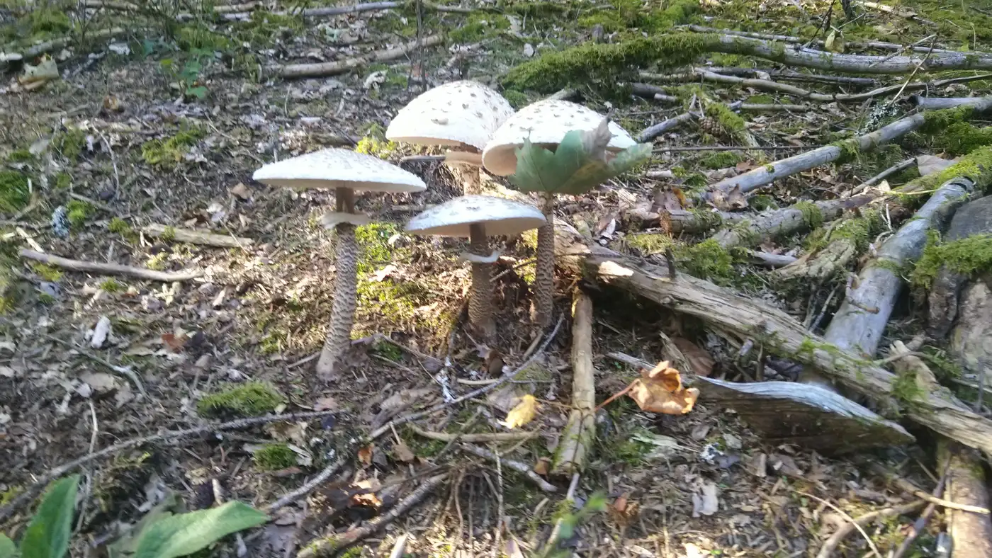 Bildtitel: Parasolpilzansammlung am Wegesrand