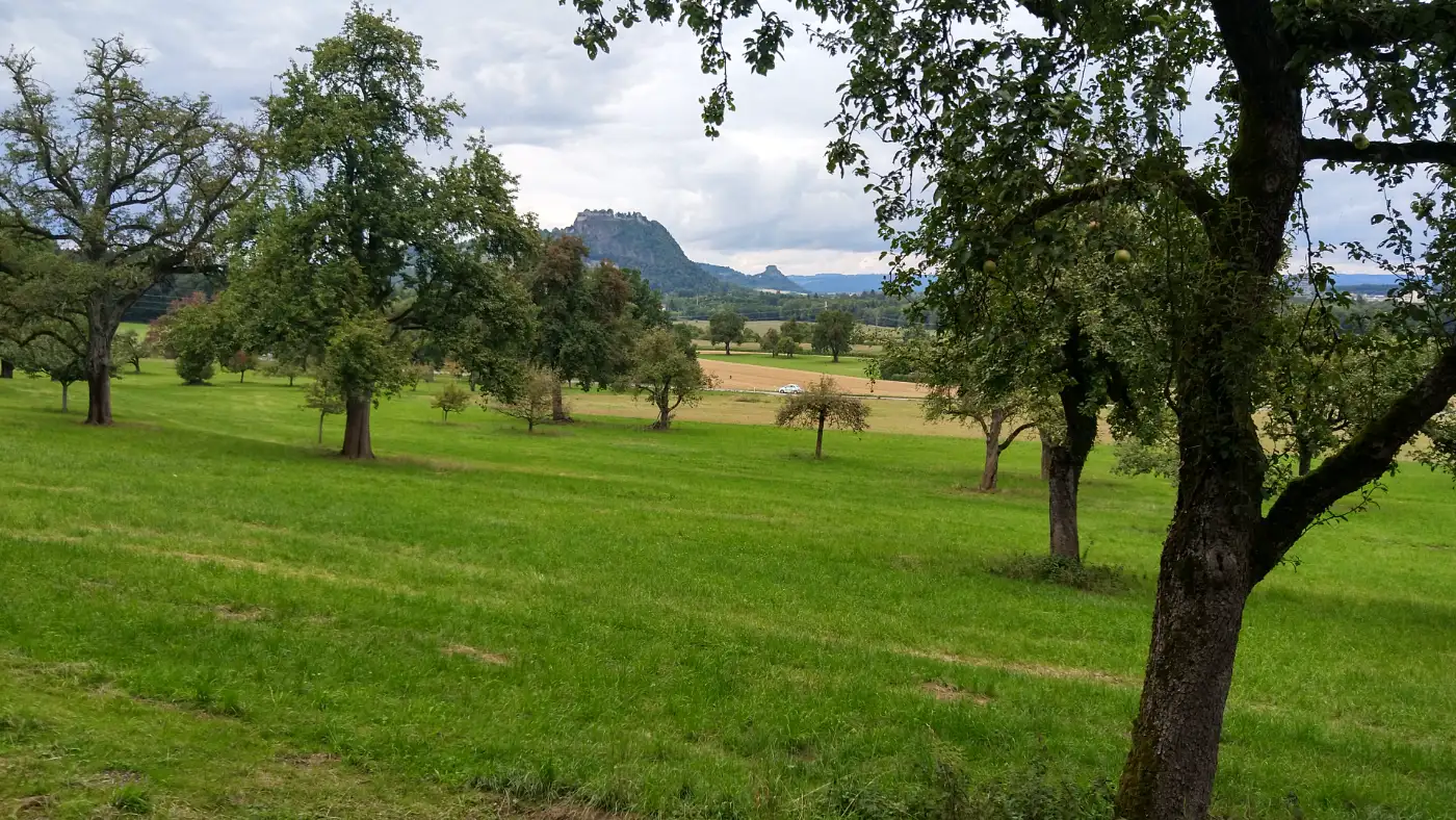 Bildtitel: Streuobstwiese mit Blick auf den Hohentwiel