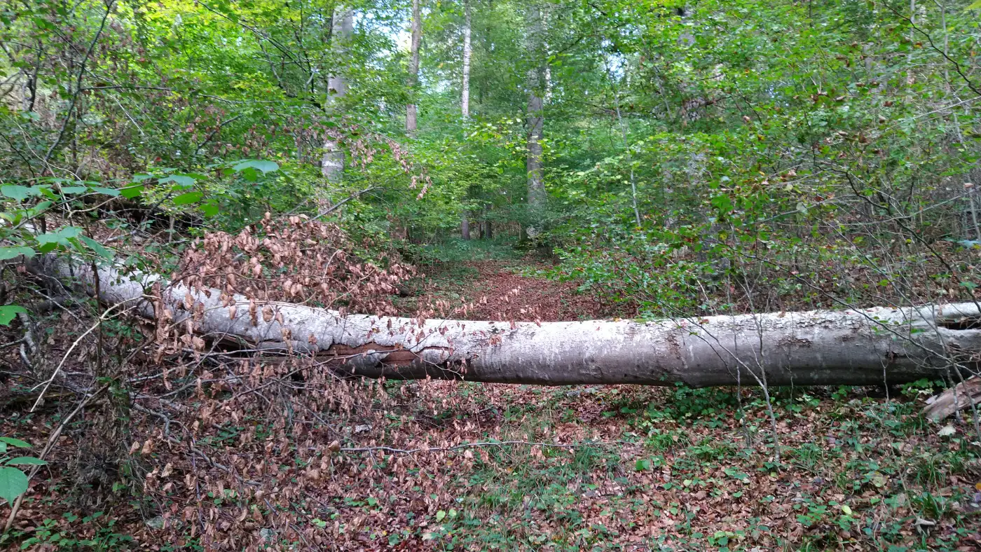 Bildtitel: Umgestürzter Baum versperrt Zugang zur Sunthauser Burgruine