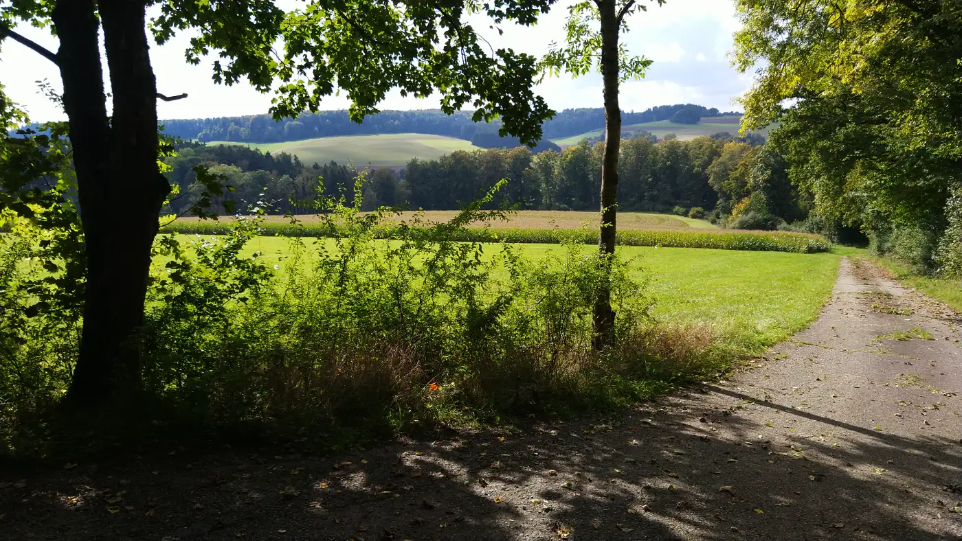 Bildtitel: Wanderweg führt vorbei an Wiesen und Feldern in den Wald hinein
