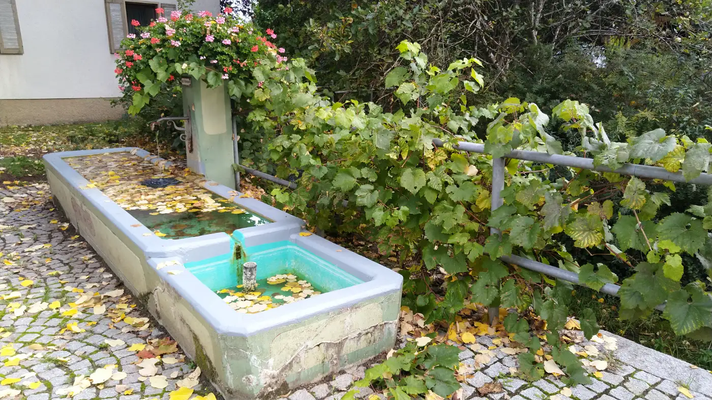 Bildtitel: Weinrebe (Vitis) neben einem steinernen Brunnen