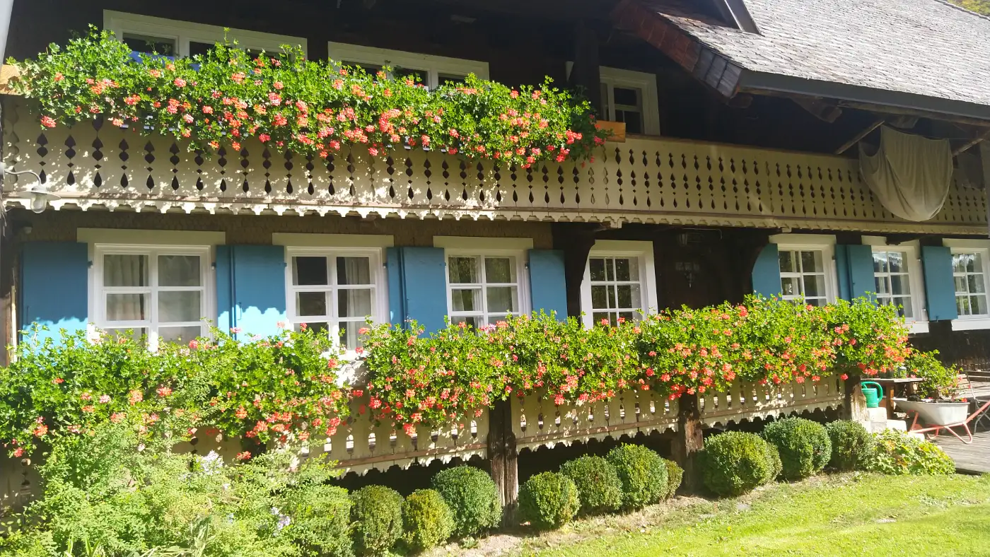 Bildtitel: Traditioneller Schwarzwaldhof in Menzenschwand mit roten Geranien in Blumenkästen