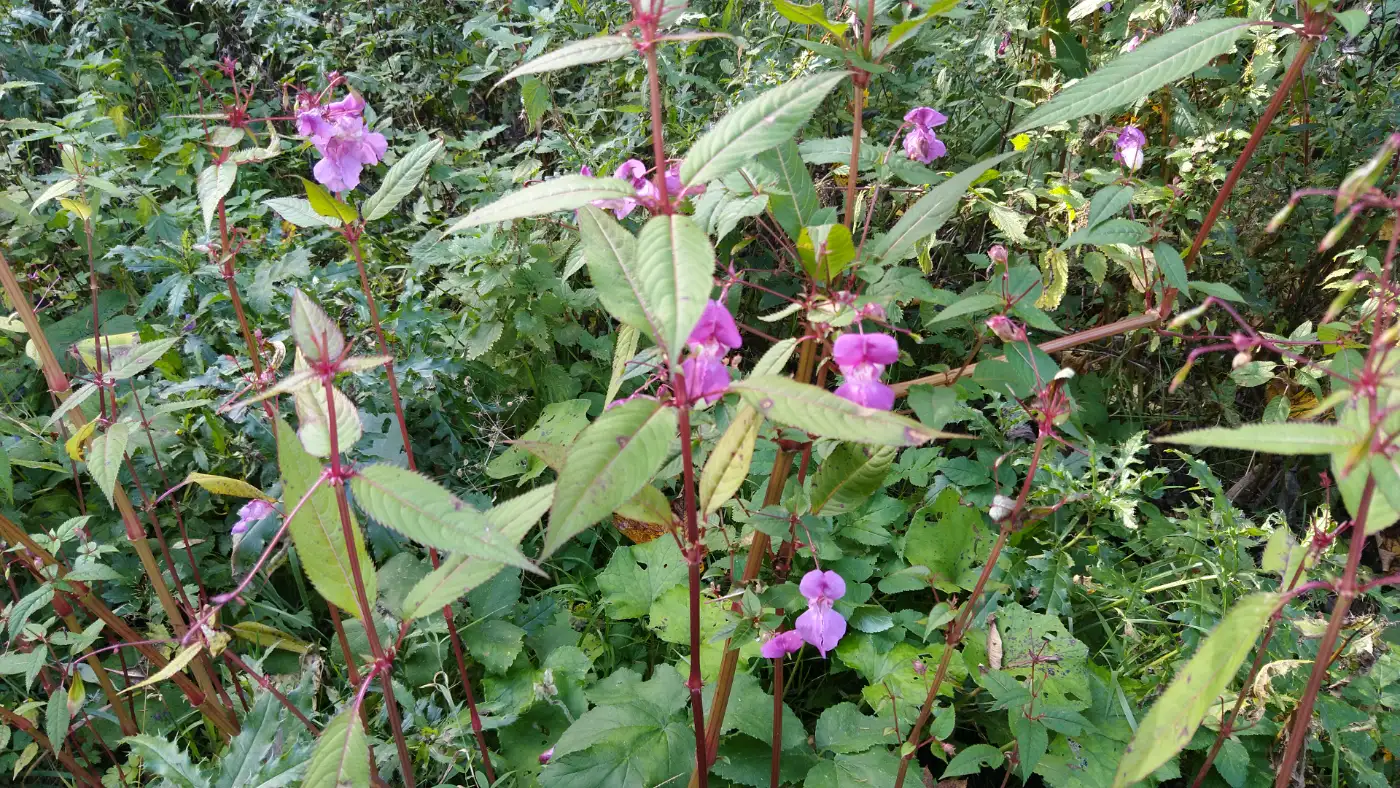 Bildtitel: Drüsige Springkraut, auch bekannt als Himalaya-Balsamine