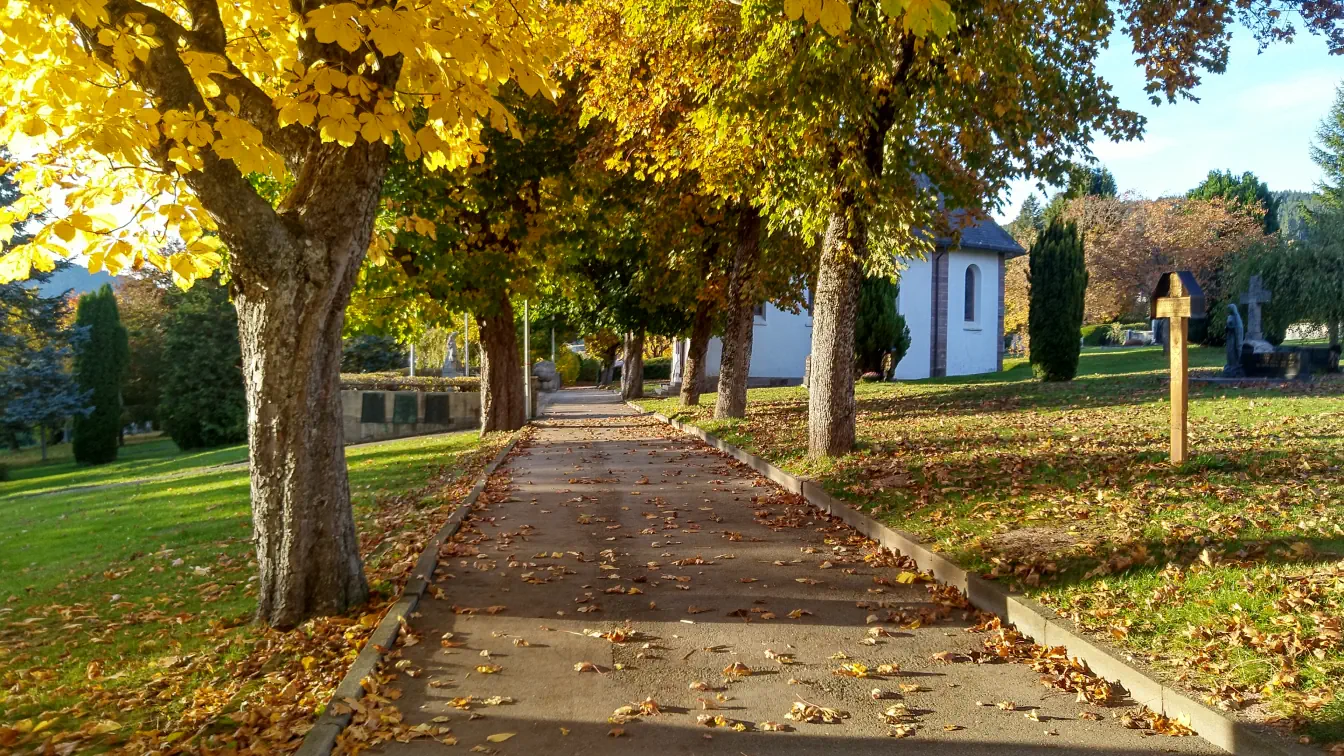 Bildtitel: Laubbäume im Herbst beim Alten Friedhof in Neustadt