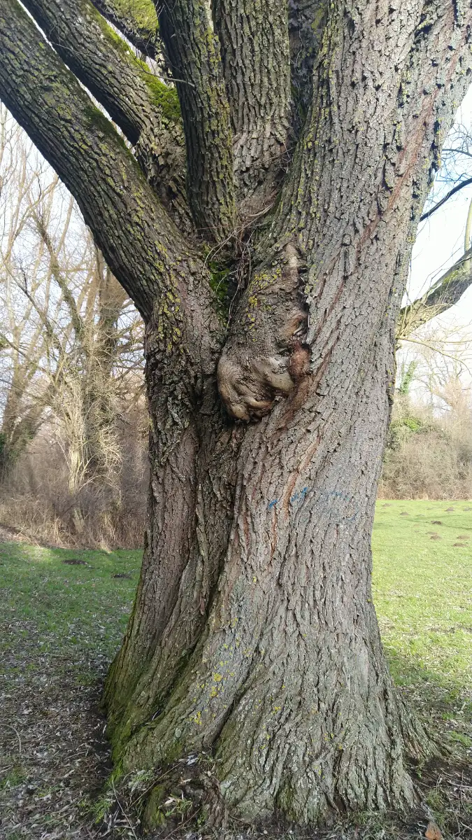 Bildtitel: Wulst oder Maserknolle am Stamm