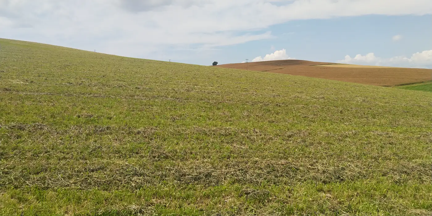 Bildtitel: Wiese bei Leipferdingen