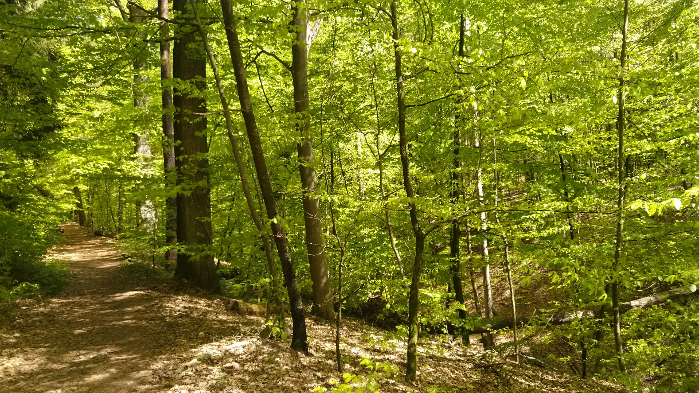 Bildtitel: Weg entlang der Dürrbach-Schlucht