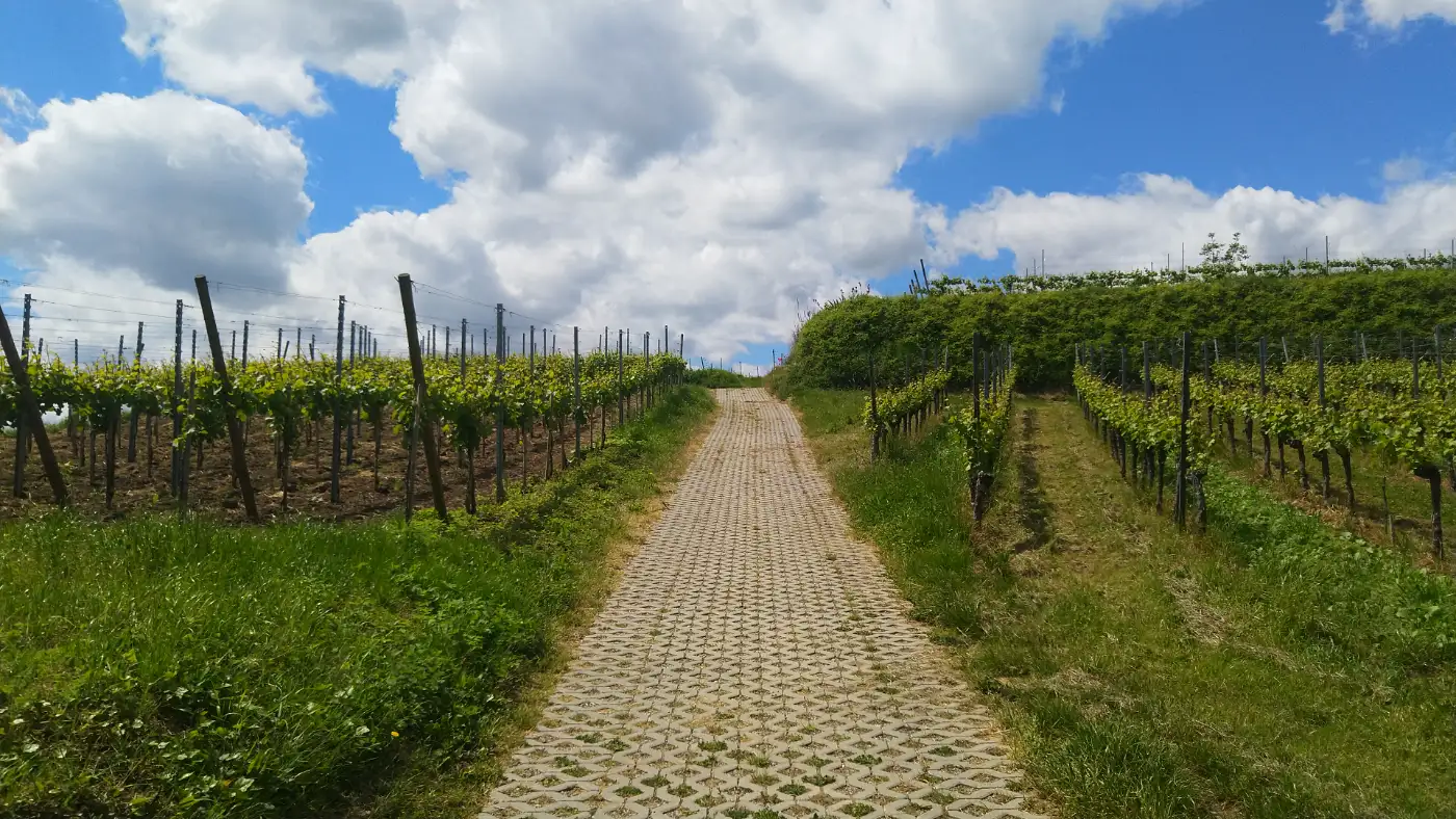 Bildtitel: Weinberg bei Bötzingen