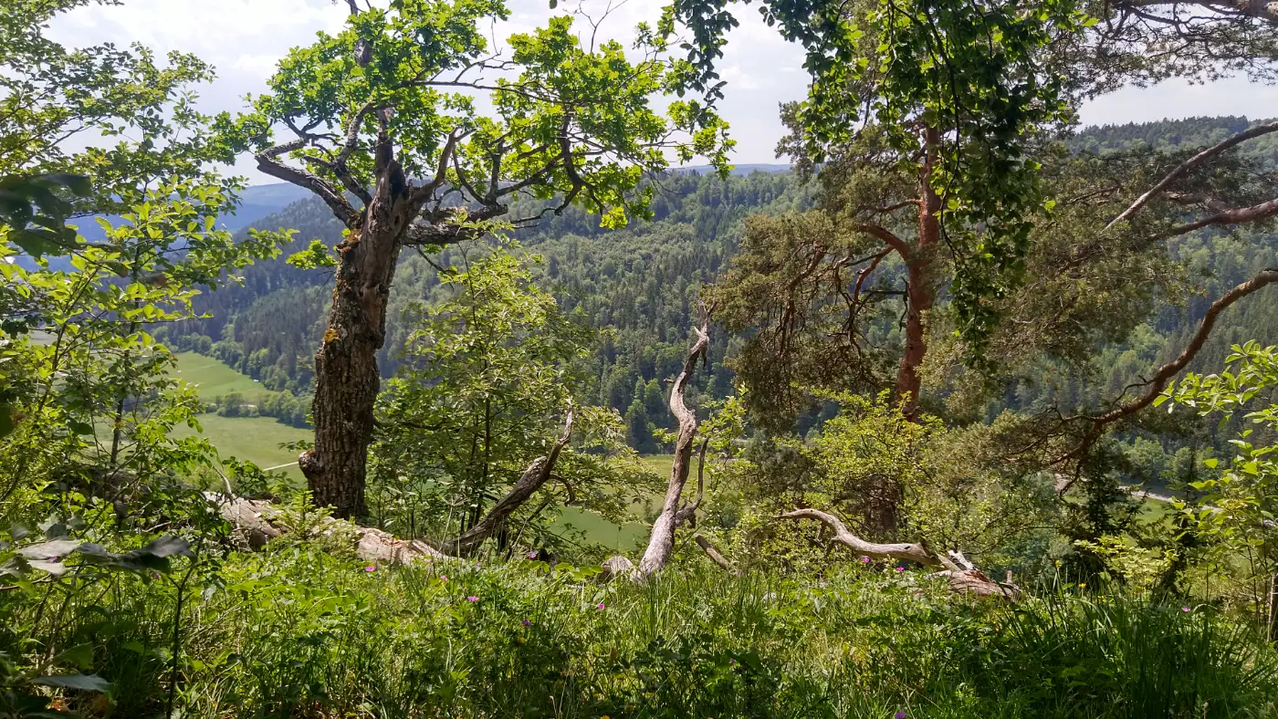 Bildtitel: Aussicht vom Rappenfelsen