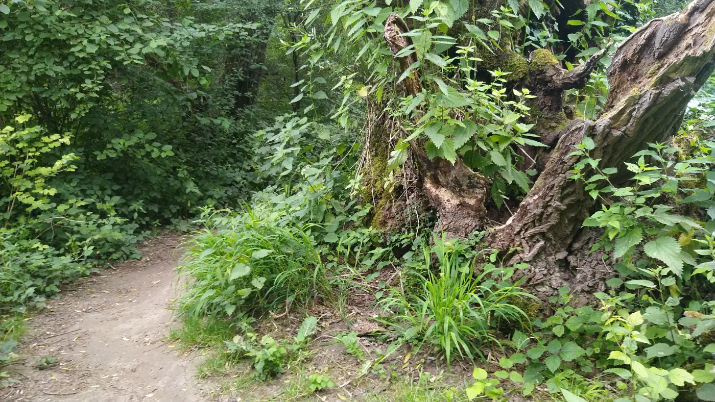 Bildtitel: markanter, knarziger Baumstumpf (Auen-Wildnispfad)