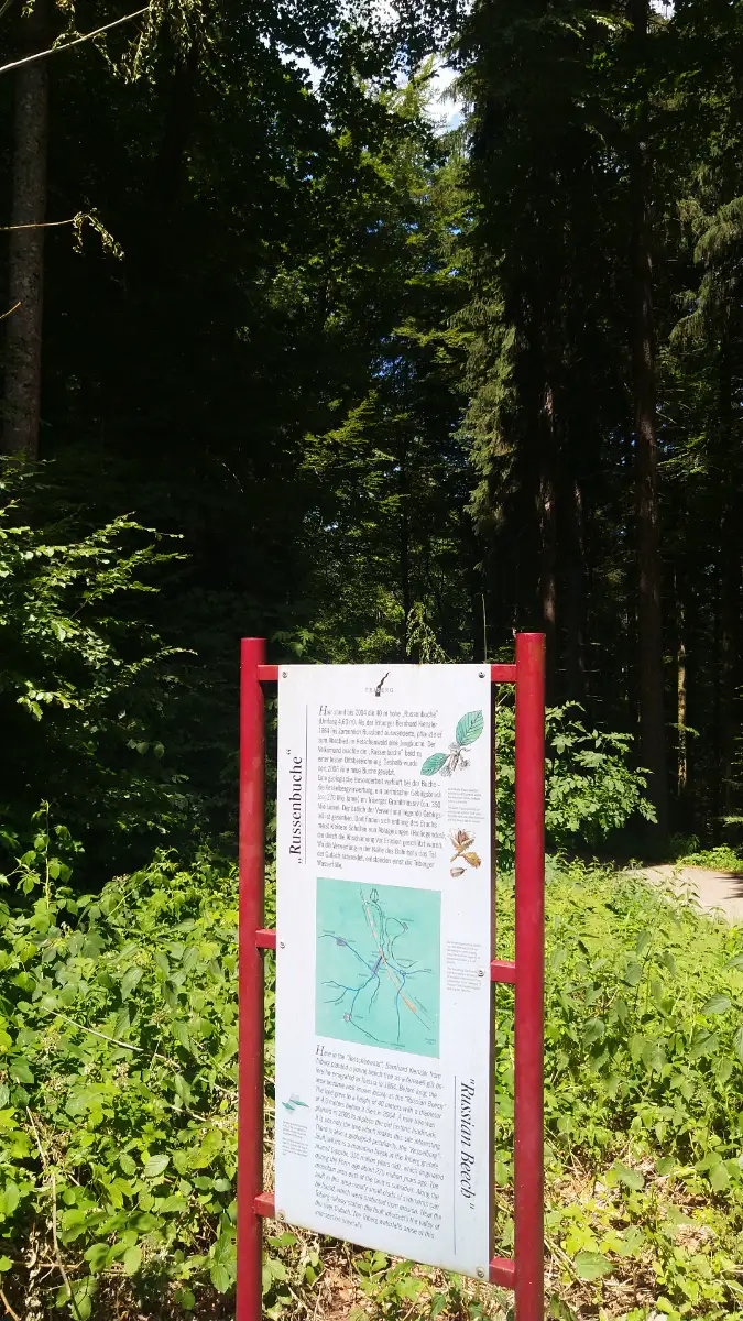 Bildtitel: Infotafel - Russenbuche