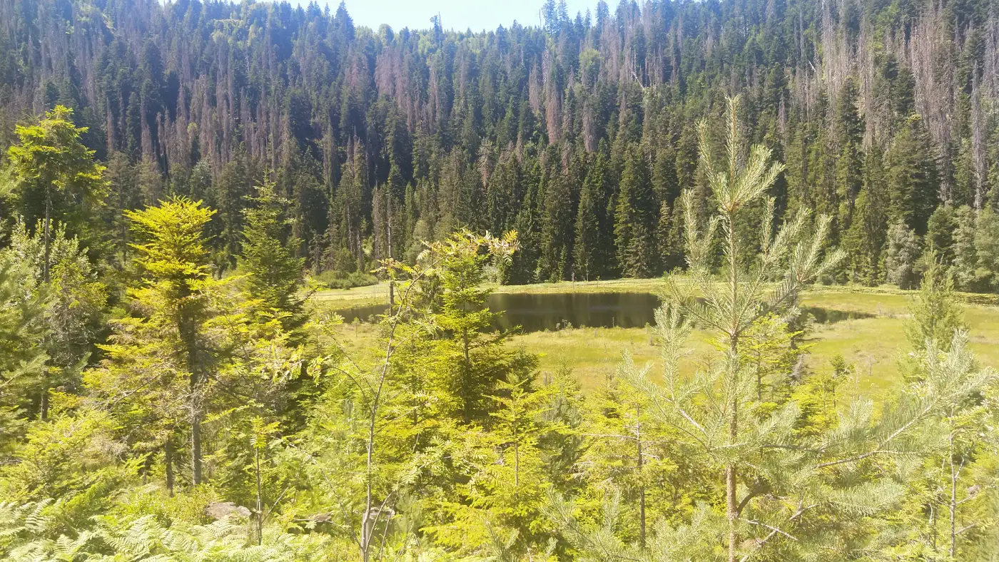 Bildtitel: Huzenbacher See im Nordschwarzwald