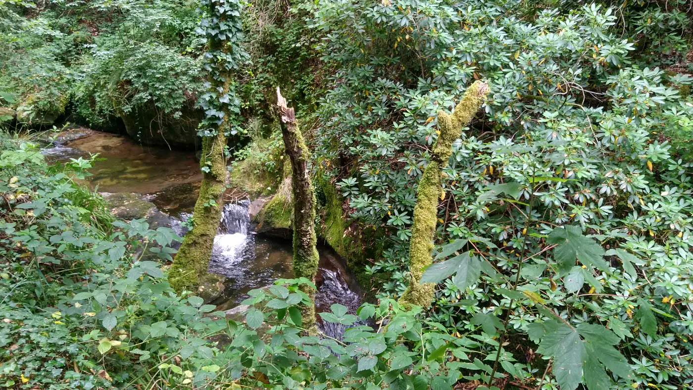 Bildtitel: Rhododendron
