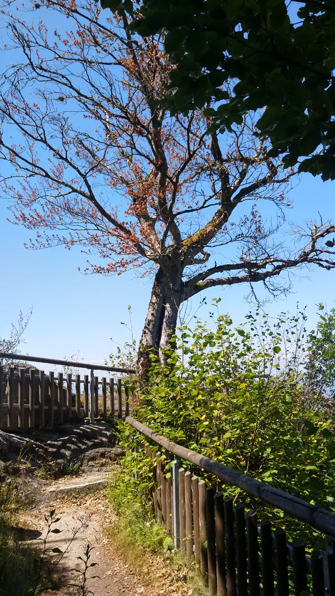 Bildtitel: Aussichtspunkt Brigittenschloss