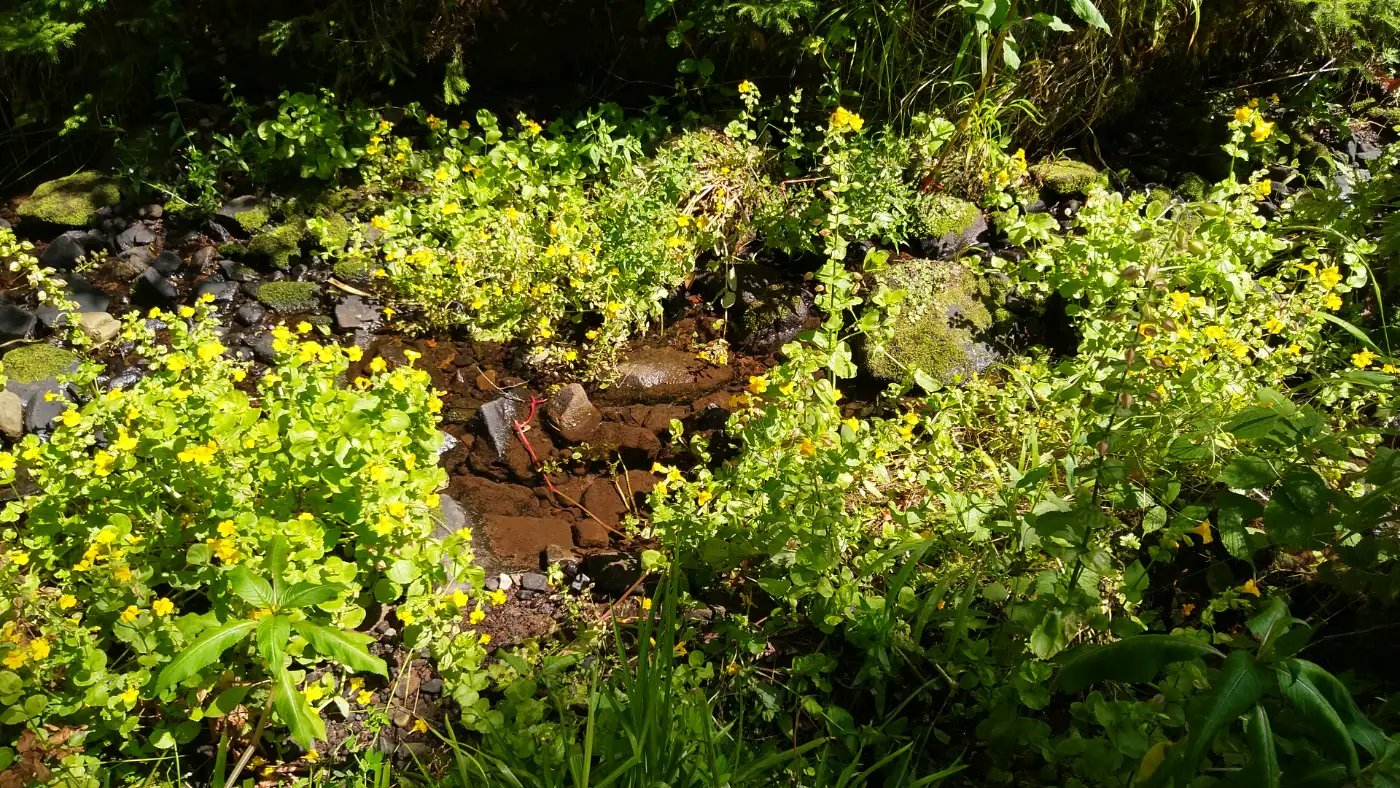 Bildtitel: Gilbweiderich im Schweinbachtal