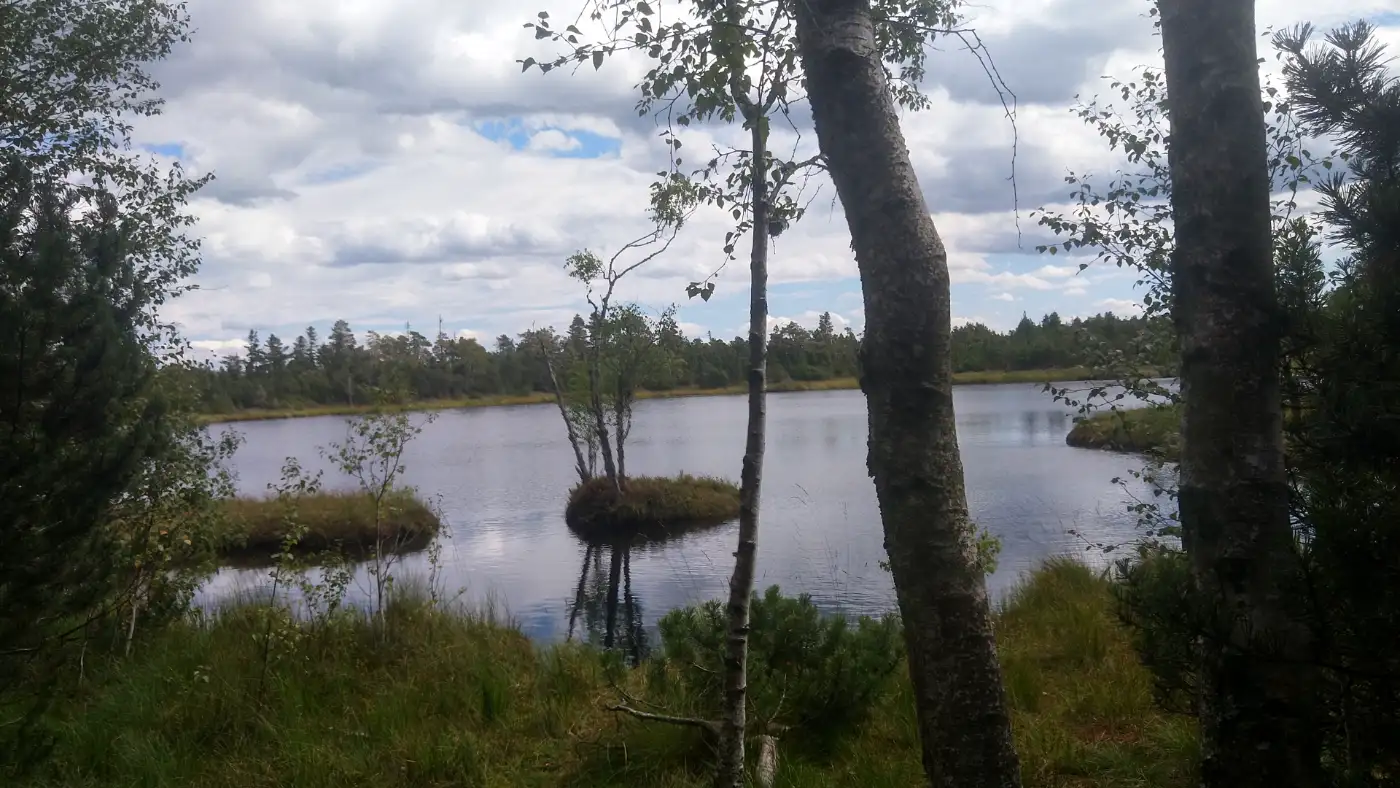 Bildtitel: Wildseemoor Kaltenbronn