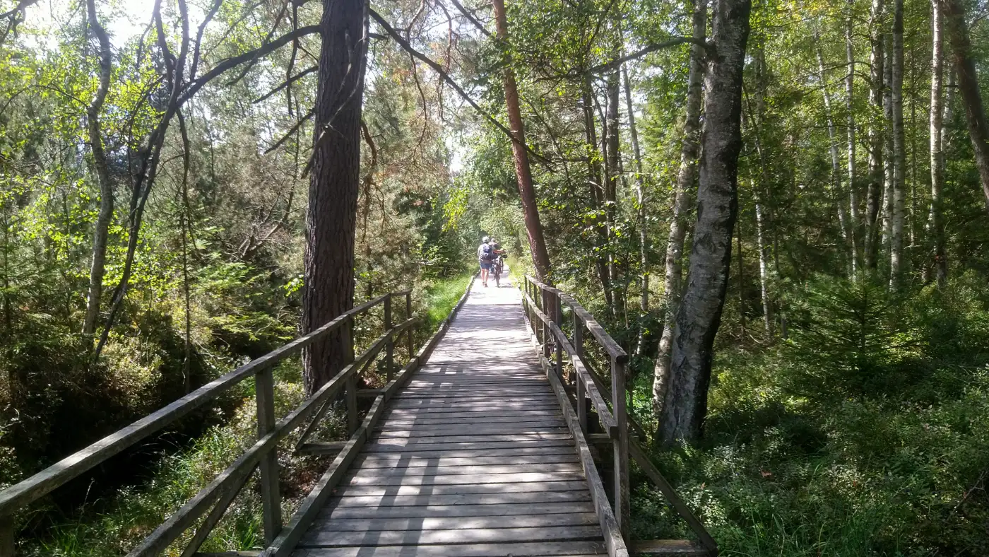 Bildtitel: Bohlenweg im Plateauhochmoor