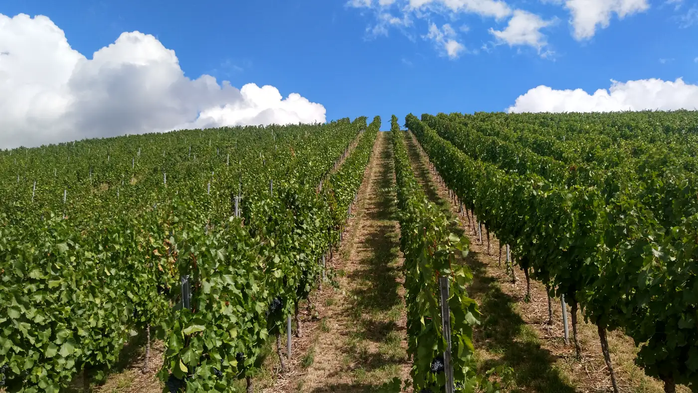Bildtitel: Weinberg bei Obertürkheim