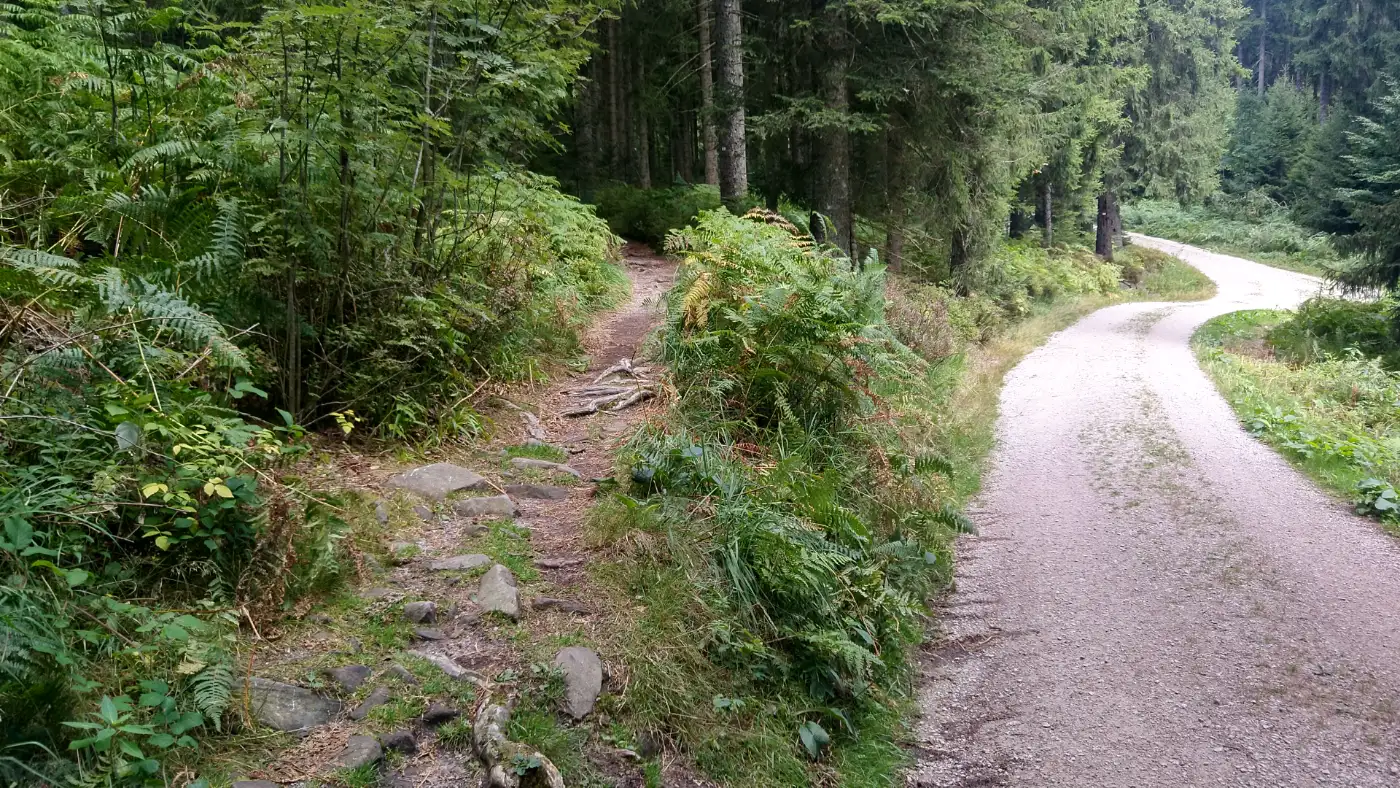 Bildtitel: Wurzelweg zum Friedrichsturm