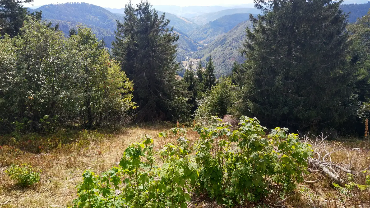 Bildtitel: Blick ins Obere Wiesental