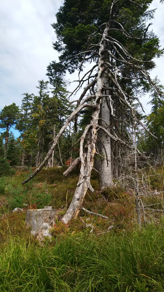 Bildtitel: schräg stehende Nadelbaumruine