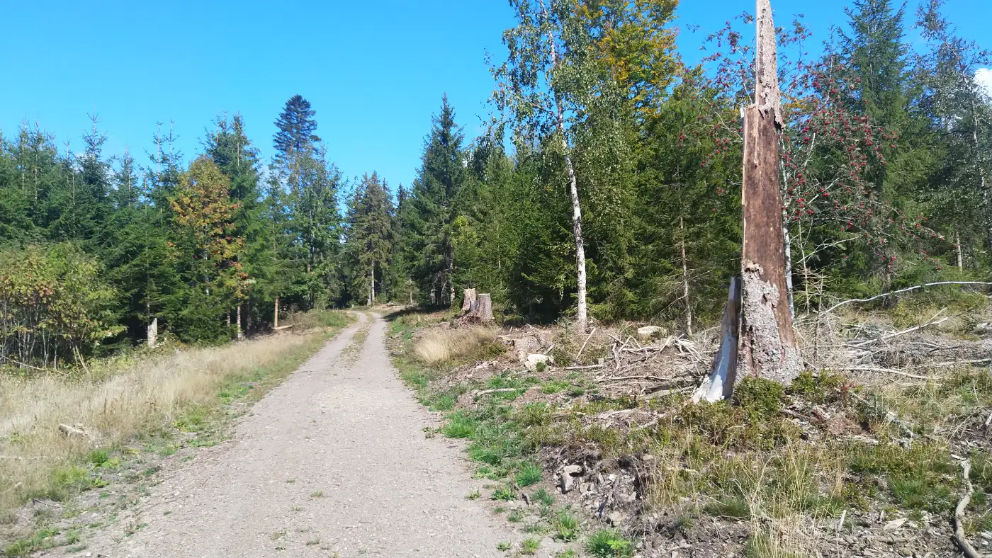 Bildtitel: Auf dem Fehren 1064 m ü. NHN