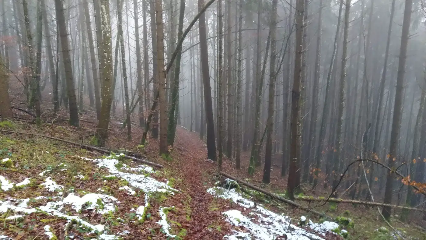 Bildtitel: Waldpfad hinab ins Tal