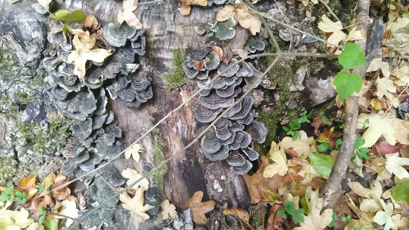 Bildtitel: Schmetterlings-Tramete