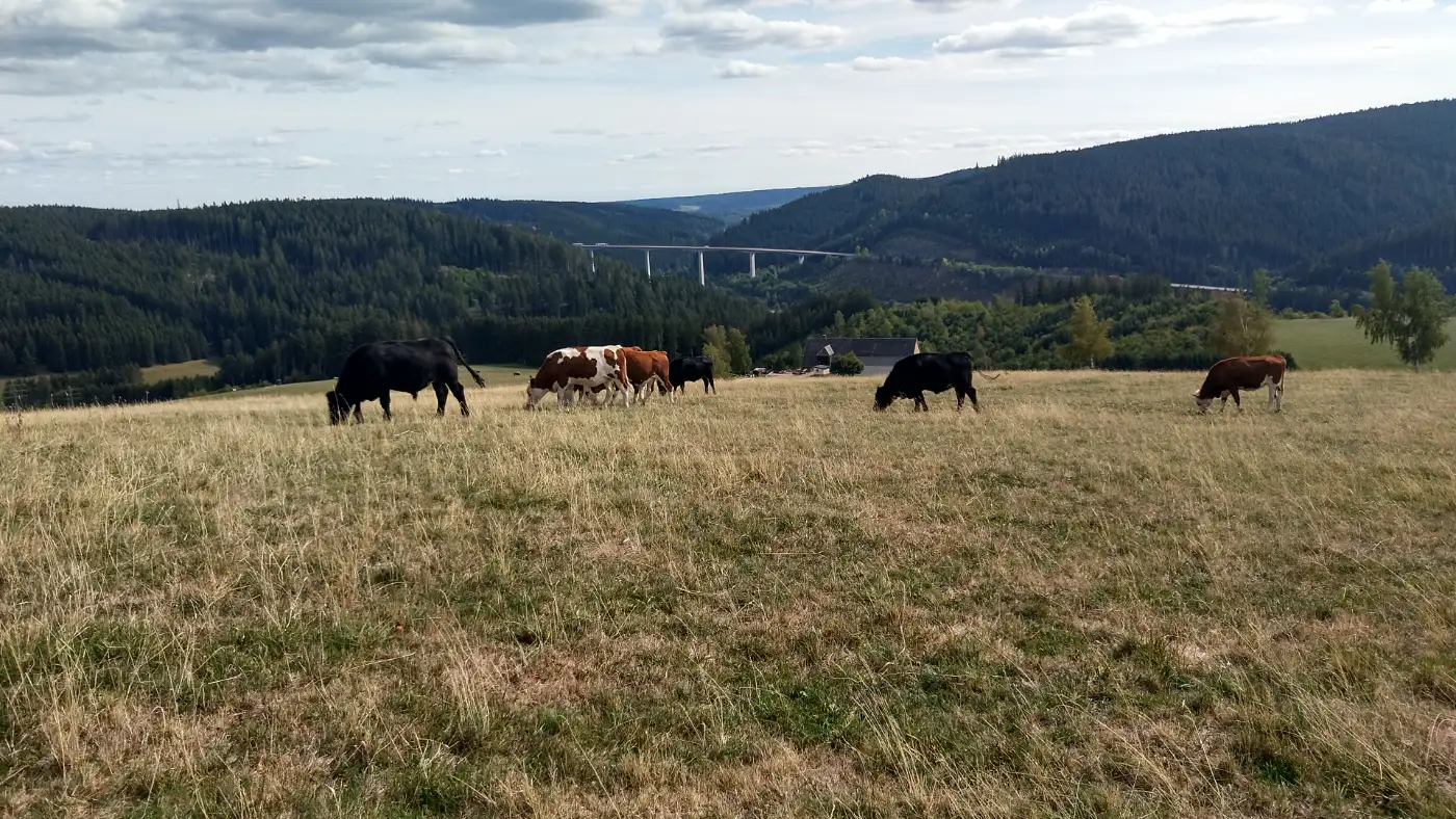 Bildtitel: Rinderherde - Talbrücke der B31