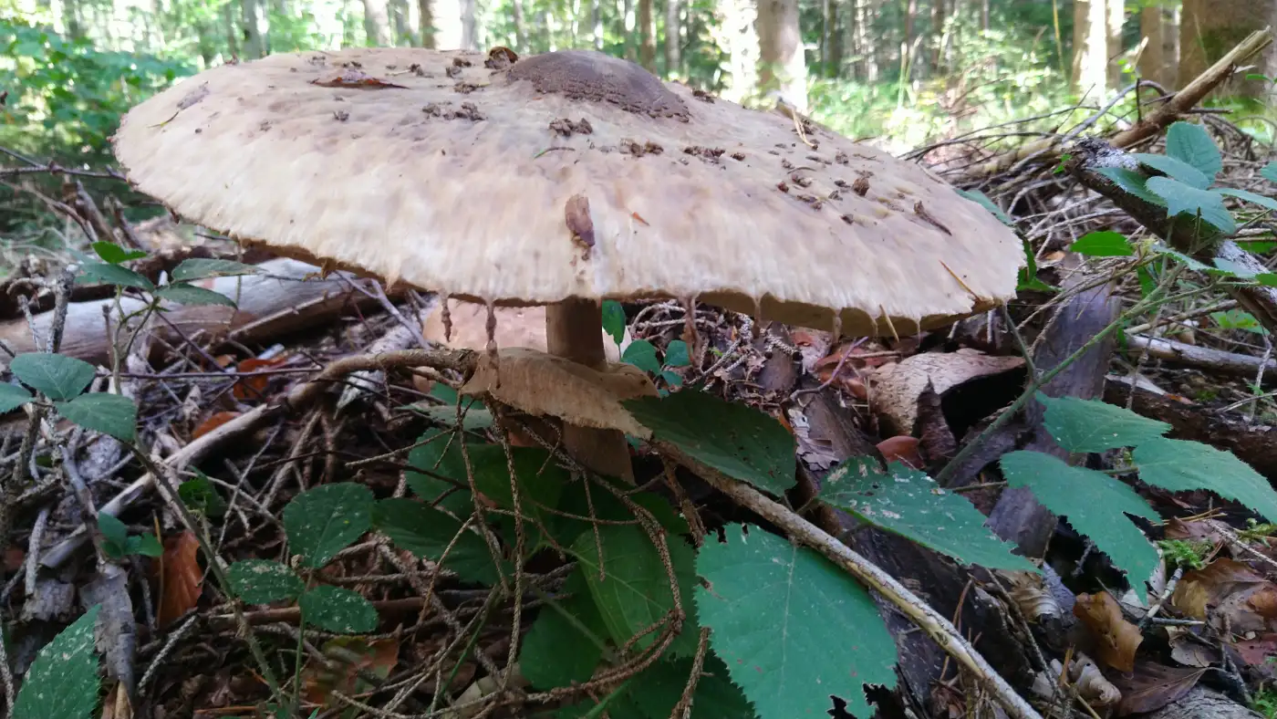 Bildtitel: Gemeiner Riesenschirmling mit 50 cm Durchmesser