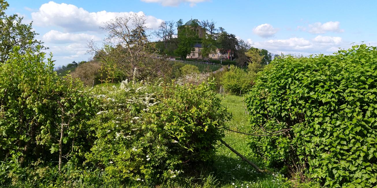 Bildtitel: Aussicht auf den Württemberg